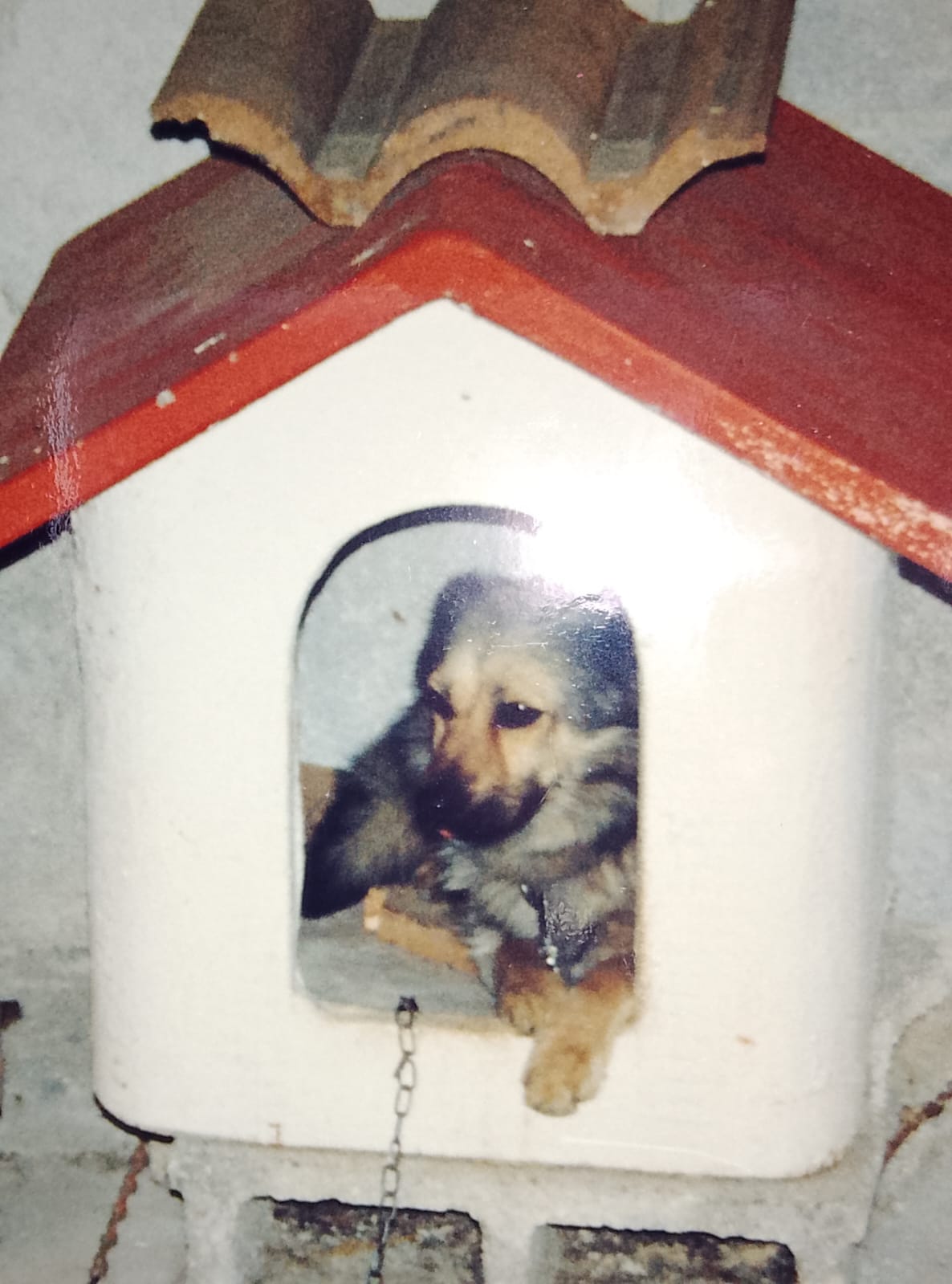 Lilla, der Hund, der Casa Lilla ihren Namen gab